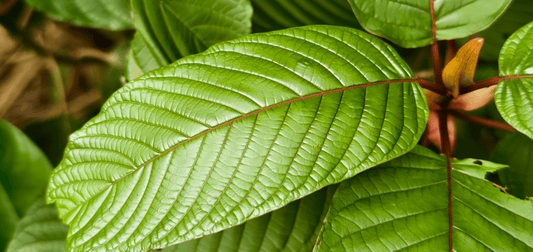 A Guide to 10 Kratom Strains and Their Unique Characteristics - 7Tabz