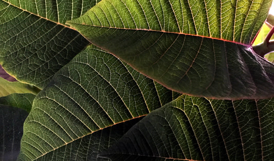 Kratom vs. 7-Hydroxymitragynine (7-OH): What's the Difference? - 7Tabz